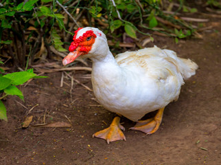 White goose portrait. Cute fat goose looking into photo camera.
