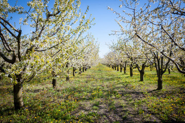 Spring. apricot apple Trees in Blossom. flowers of apricot . white blooms of blossoming tree close up. Beautiful spring blossom of apple cherry apricot tree with white flowers.