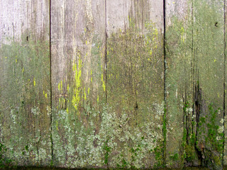 Very Old wood background, green wooden wall