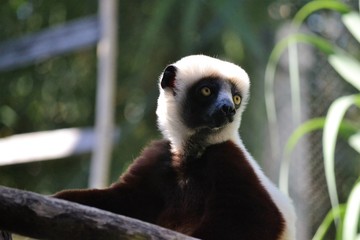 Lemur