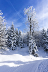 Covered by the snow trees in the mountain forest. Blue sky in the background, sunny  winter day.