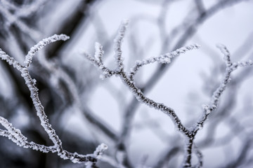 Frozen tree branches, winter landscape in Tatra mountains, Poland