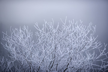 Frozen tree branches, winter landscape in Tatra mountains, Poland