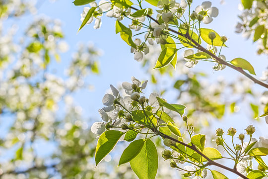 Flowering branches of pear-tree in a spring garden, backlight