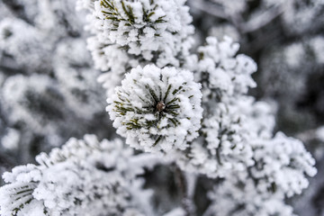Mountain pine covered with snow, winter in Tatra Moutains, Poland.