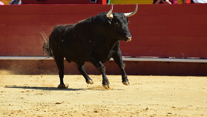 spanish bull