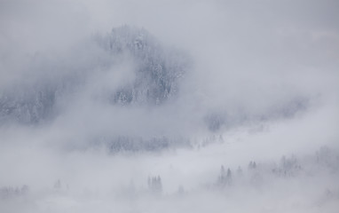 snowy fir trees in fog - winter in the mountains