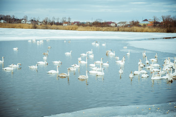 lot of swans on the lake
