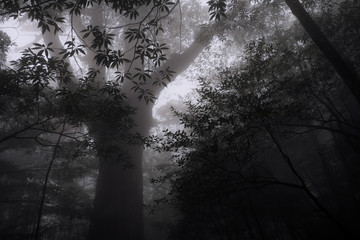 Misty forest fog forest