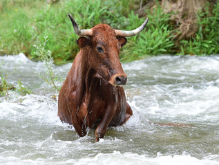 bull