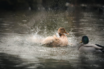 ducks bang their wings on the water in the rutting season