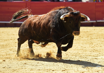 spanish bull