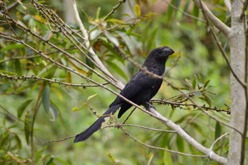 Garrapatero Común Crotophaga ani| Smooth-billed Ani