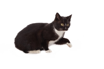 Black and White Kitten Sitting Isolated on White