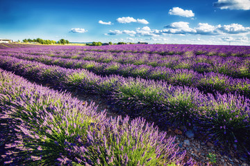 Fototapeta premium Lavender fields