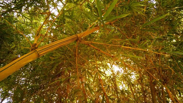 Low Angle Perspective of Giant Bamboo in Vietnam, with Sound