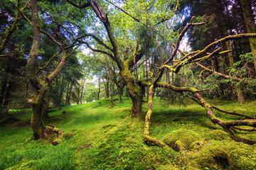 The wet scottish forest