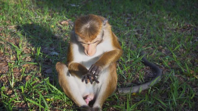 Adorable Wild Monkey in Polonnaruwa, Sri Lanka