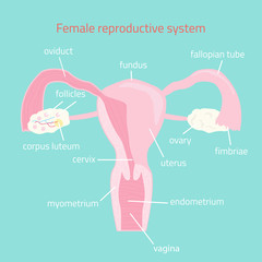 Female reproductive system. Vector hand drawn illustration.