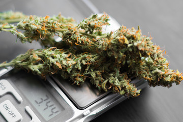 Macro shot of cannabis flowers with trichomes on a scales with a dark background top view