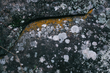 Stone texture with the art of mother nature.