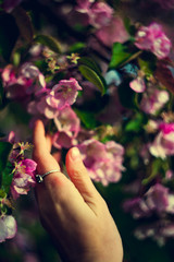 A woman's hand touches a flowering branch with pink flowers close up. Simple spring background.