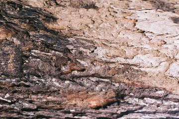 Tree texture with the art of mother nature.