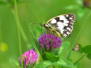 Pontia edusa, the Bath white, feeding on a clover