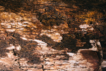 Fototapeta premium Tree texture with the art of mother nature.