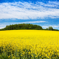 Field of rapeseed, canola or colza