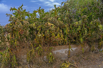 old cactus with many fruits, Portugal