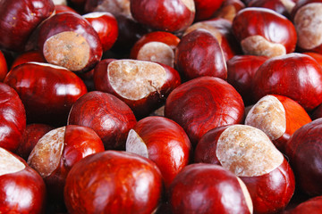 Brown wild chestnuts. Chestnut closeup pattern texture as background. Macro photo