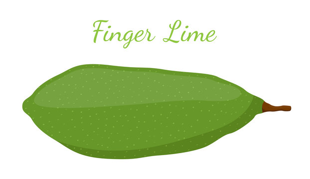 Vector illustration of Australian finger lime, tropical, exotic plant, spicy food. Cartoon flat style