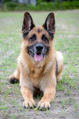 Merlin