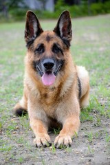 Merlin