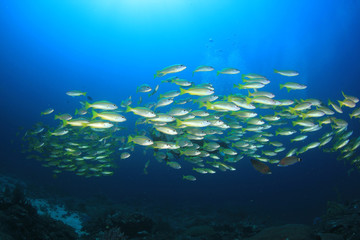 Fototapeta na wymiar Scuba diver explores coral reef with fish 