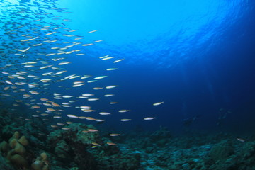 Sardines fish underwater ocean
