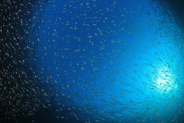 Sardines fish underwater blue ocean background