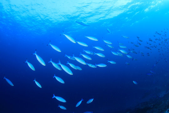 Sardines fish underwater ocean