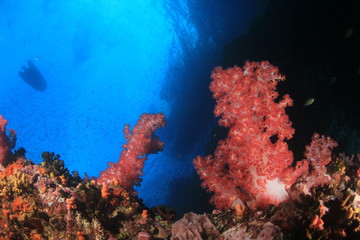 Naklejka na ściany i meble Scuba diving boat above reef with fish