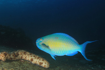 Parrotfish fish