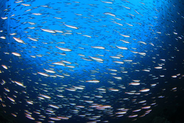 Sardines fish underwater blue ocean background