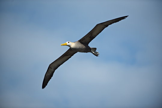Waved albatross (Phoebastria irrorata) in flight