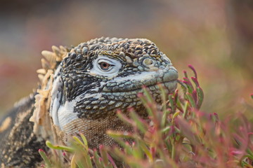 Santa-fe land iguana ( c. pallidus)