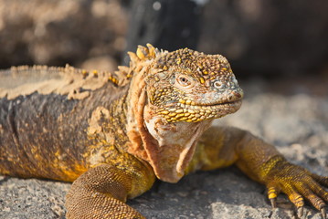Santa-fe land iguana ( c. pallidus)