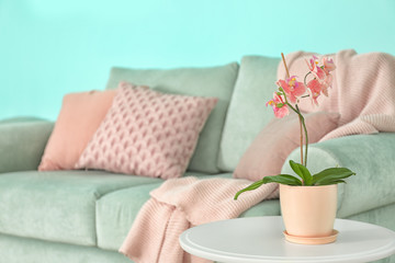 Orchid on table near mint sofa in living room