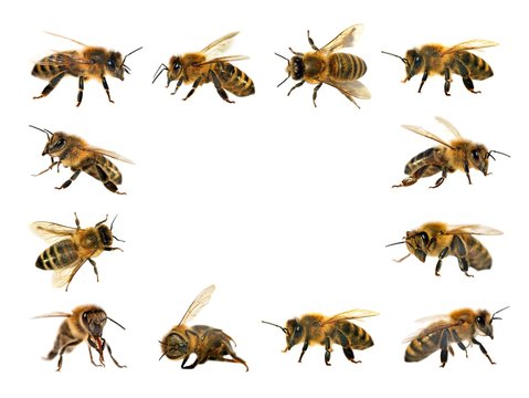 group of bee or honeybee on white background, honey bees