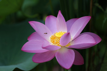 The lotus is in full bloom, in the pond