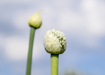 Flowering onions in the garden. Bud of onion.