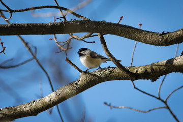 Black-Capped Chicadee